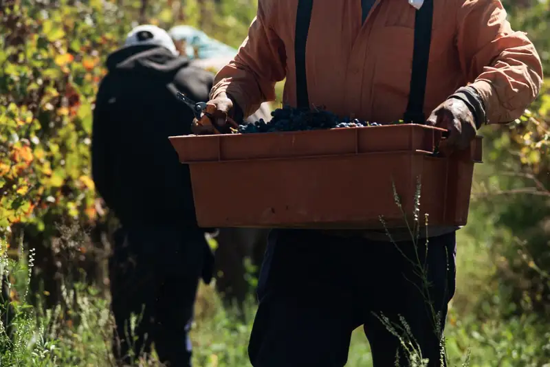 A farmer carries a crate filled with freshly harvested grapes during autumn in a vineyard.