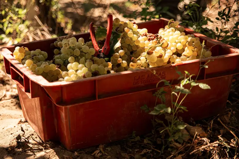 Close-up view of freshly harvested grapes in a red crate outside, sunlight casting shadows.
