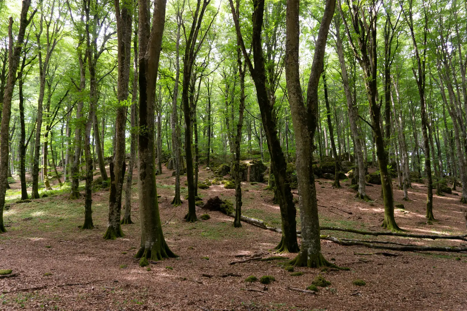 a dirt path through a forest