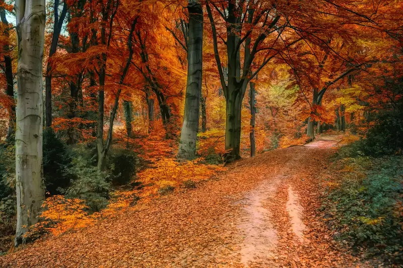 brown and orange trees